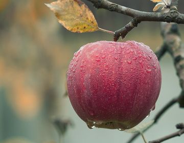 3 продукта для правильной работы кишечника