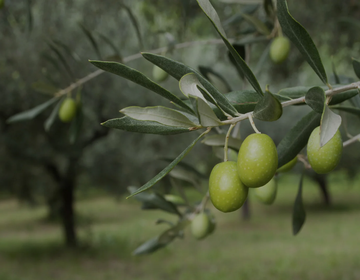 „Gran Pregio“ alyvuogių aliejus: Italija ant tavo stalo