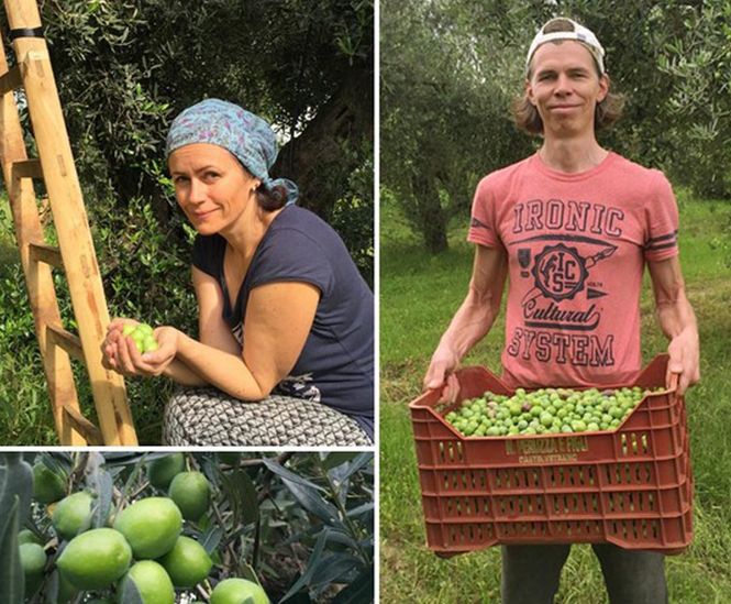 Alyvmedžiai, alyvuogės ir aliejus l Guoda Azguridienė