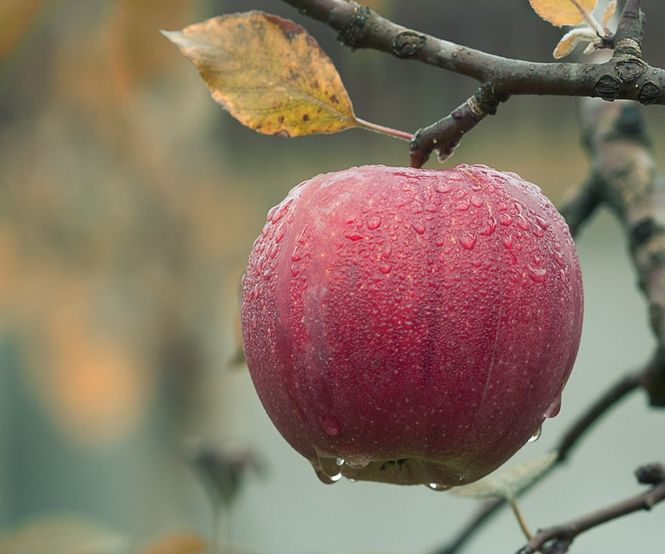 3 продукта для правильной работы кишечника