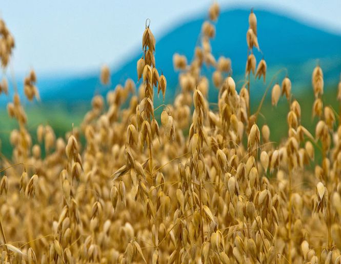 Концентрированная сила продуктов пчеловодства для современного человека