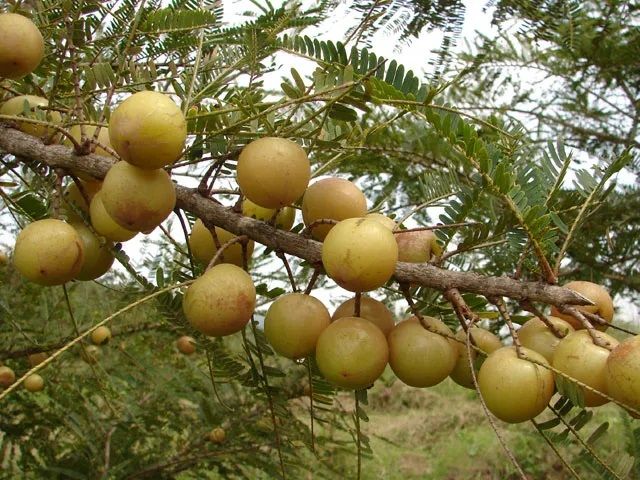 Amalaki - Amla - dabīgais C vitamīns